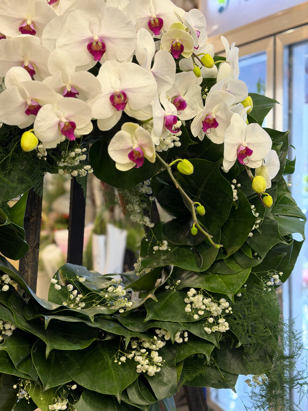 花點時間 Reflower 潔白追思頂級白蝴蝶蘭帛事花圈,以龜背葉為底,點綴滿天星,圓形設計莊重高雅,適合送往殯儀館及教會表達深切哀悼。